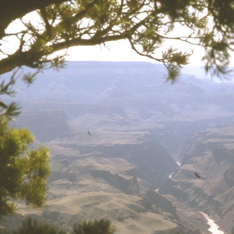 Panoramablick auf ein weitläufiges Canyon-Plateau, gerahmt von dunklen Blättern.