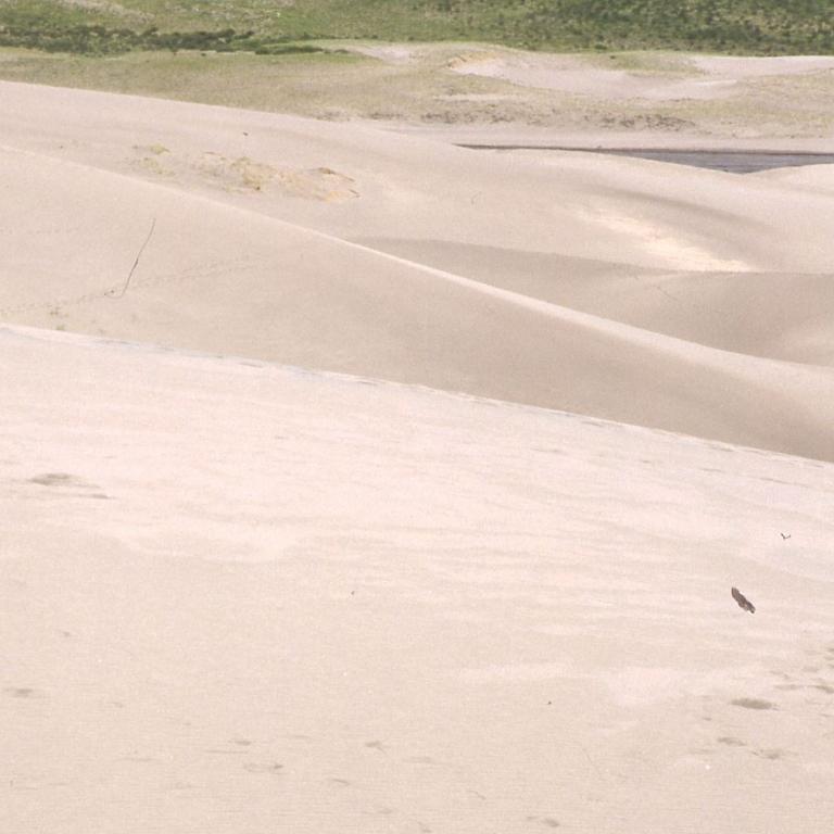Ein sanfter Sanddünenhügel im Vordergrund mit grüner Vegetation und Bäumen im Hintergrund.