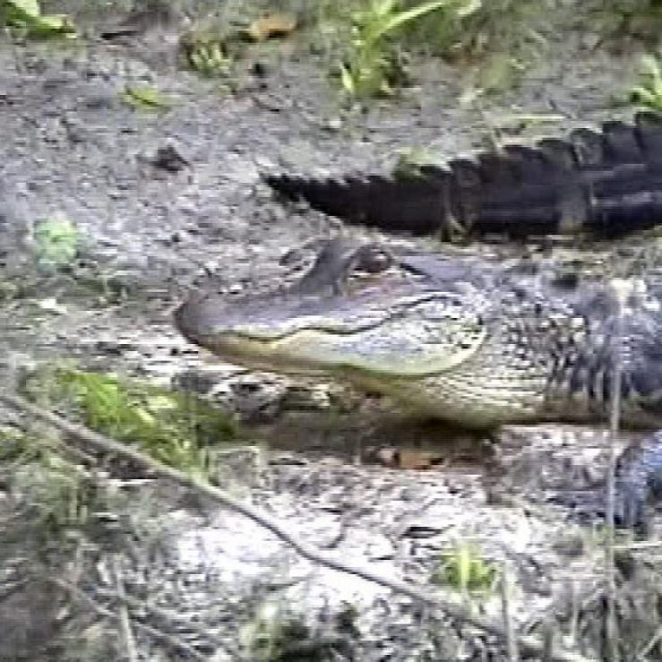 Zwei Krokodile liegen auf schlammigem Boden in der Nähe von Vegetation.