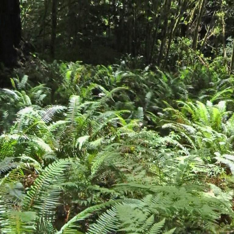 Dichter Waldboden mit zahlreichen Farnen und üppiger Grünvegetation.