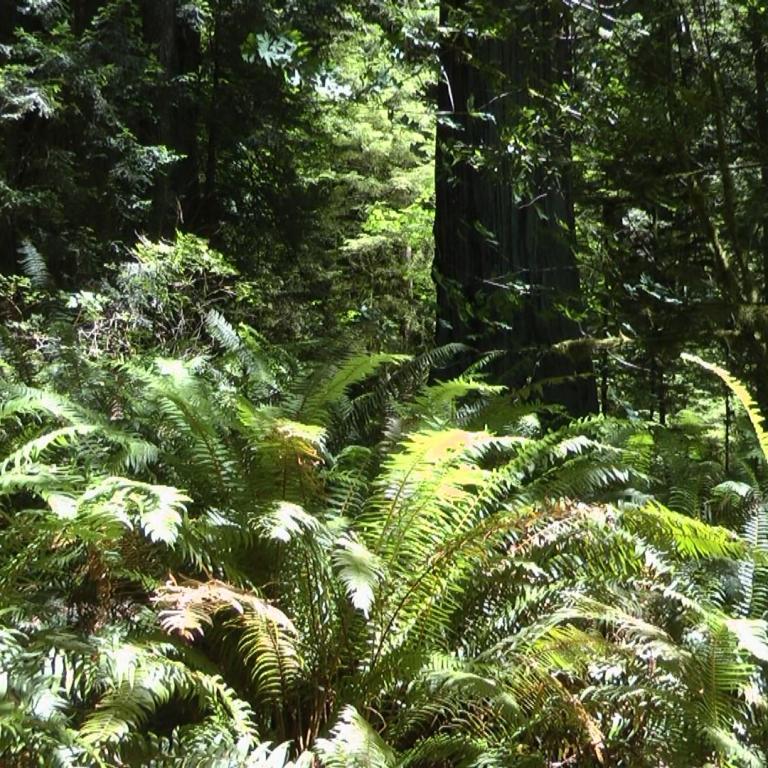 Dichte, grüne Pflanzenpracht im Wald, dominiert von großen Farnblättern im Vordergrund.
