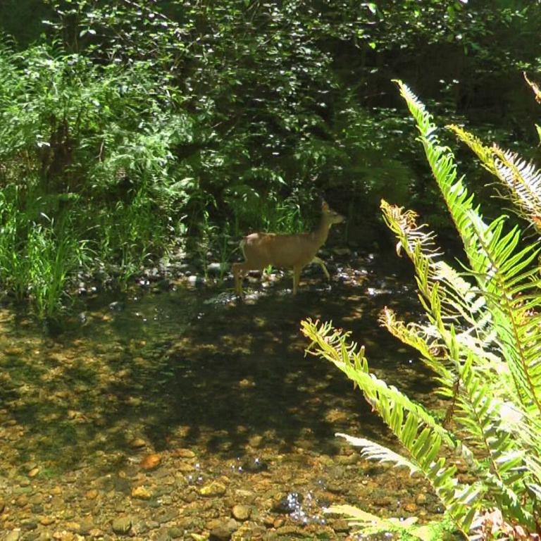 Ein Reh steht am feuchten Ufer eines Gewässers, umgeben von üppigem Wald und Farnen.