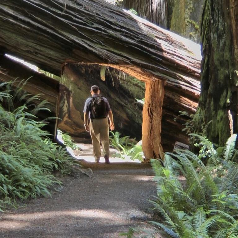 Ein Wanderweg führt unter einem natürlichen Überhang riesiger, alter Bäume hindurch, umgeben von dichtem Farnwerk.