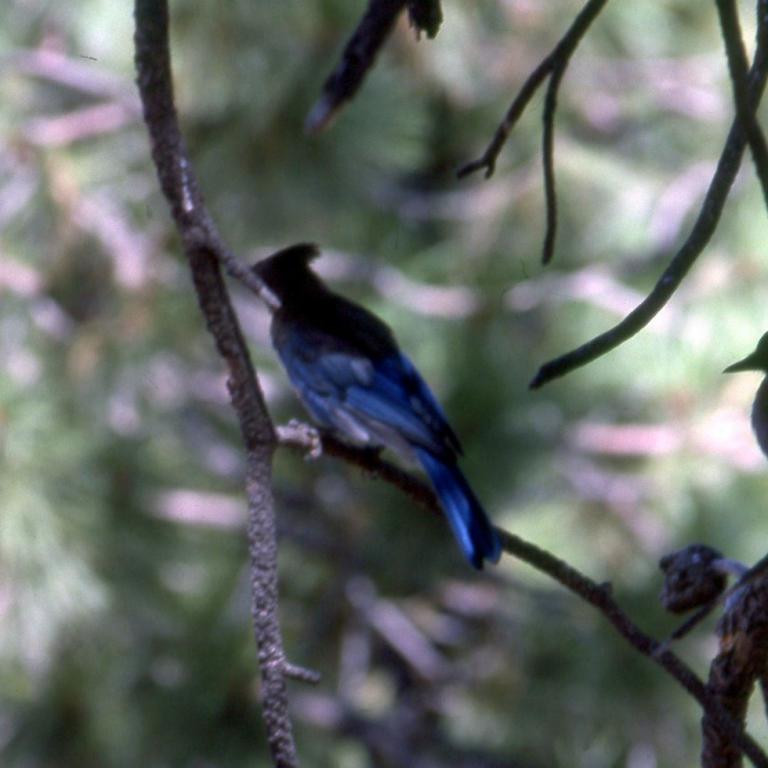 Zwei blau gefärbte Vögel auf Ästen in einem buschigen Waldgebiet.