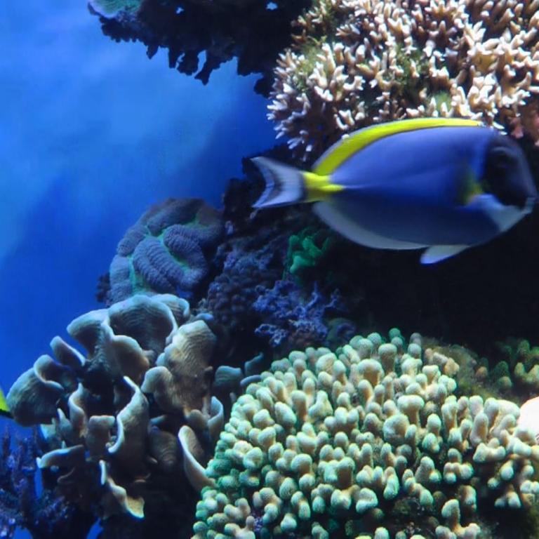 Eine Unterwasseraufnahme eines Korallenriffs, die mehrere bunte Fische und vielfältige Korallenstrukturen zeigt.