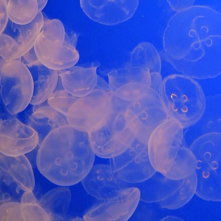 Eine dichte Ansammlung transparenter Quallen in tiefblauem Wasser.