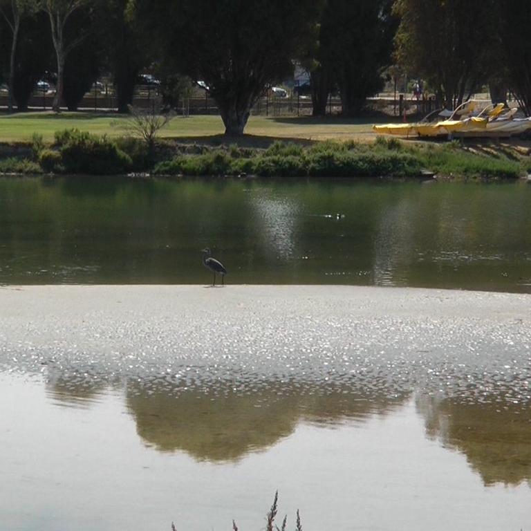 Ein Reiher steht auf einer kleinen Insel im Fluss, mit Bäumen und einem Ufer im Hintergrund.
