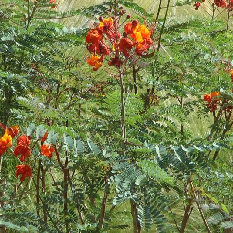 Dichtes tropisches Laubwerk mit leuchtenden orange-roten Blüten in der Wildnis.
