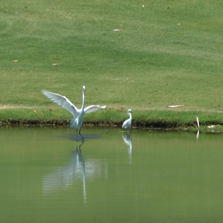Möwen am Ufer eines Gewässers vor einer grünen Wiese.