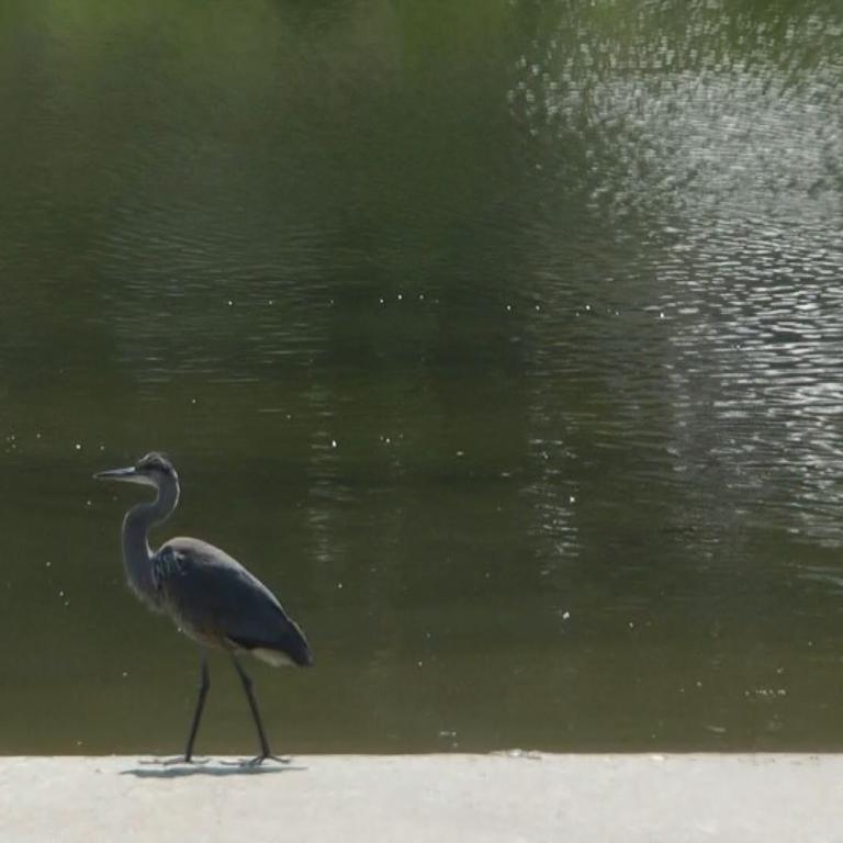 Ein einzelner schwarzer Vogel steht an einem sandigen Ufer vor einer dunklen Wasserfläche.