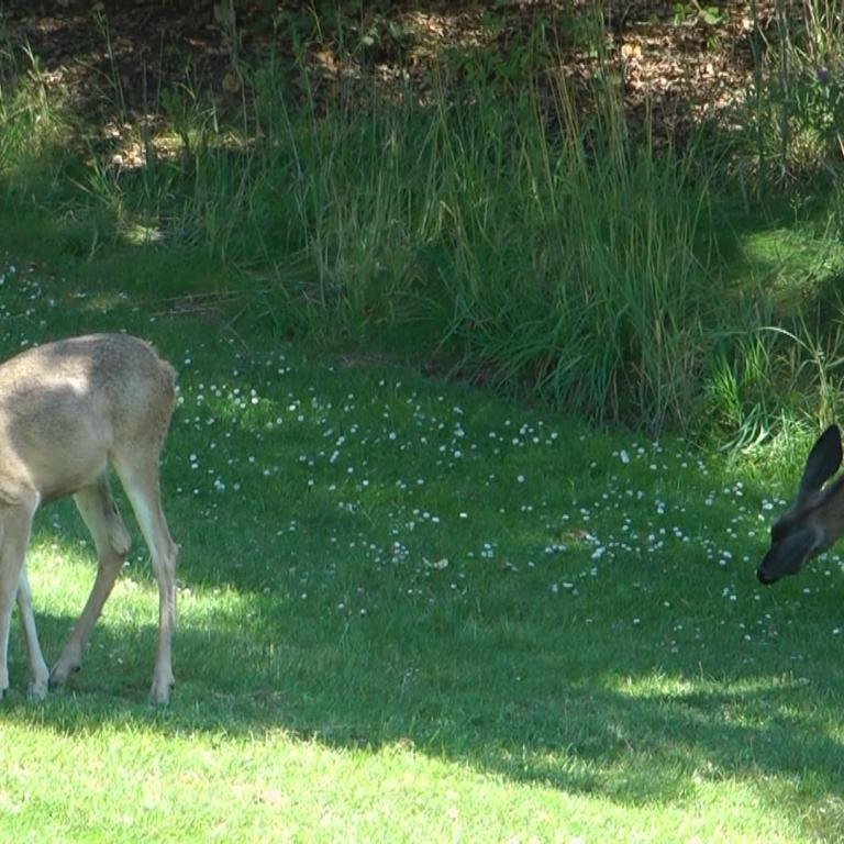 Drei Kängurus grasen auf einer grünen Wiese vor einem Hintergrund aus dichtem Buschwerk.