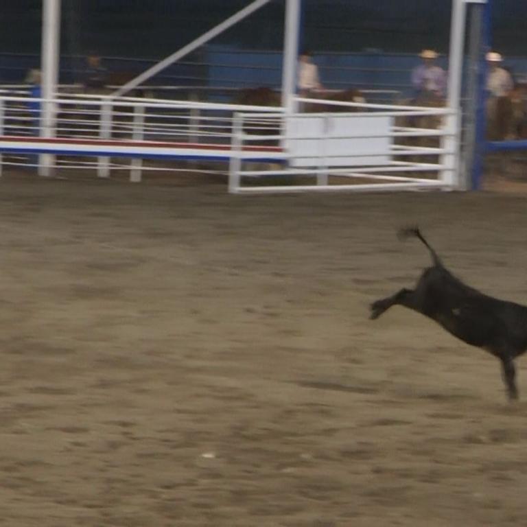Ein schwarzes Tier springt in einer staubigen Arena während einer Viehshow oder eines Rodeos.