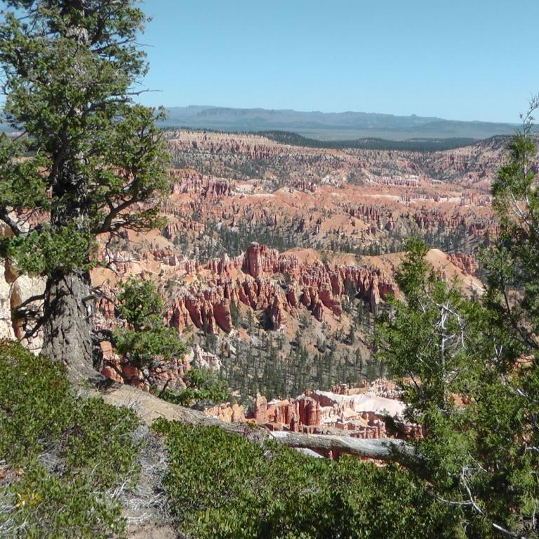 Aussicht auf einen Canyon mit roten Felsformationen und Bäumen im Vordergrund.