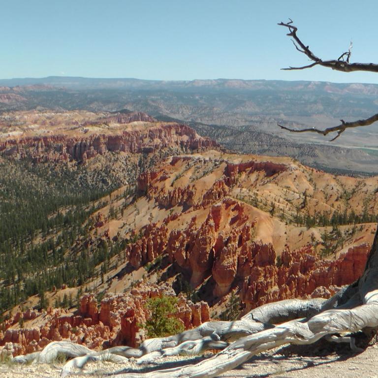 Panoramaaussicht auf einen Canyon mit roten Felsformationen und einem großen Baumstamm im Vordergrund