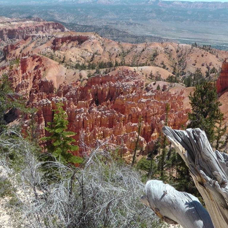 Weitwinkelansicht auf eine Canyonlandschaft mit roten Felsformationen und Vegetation im Vordergrund.