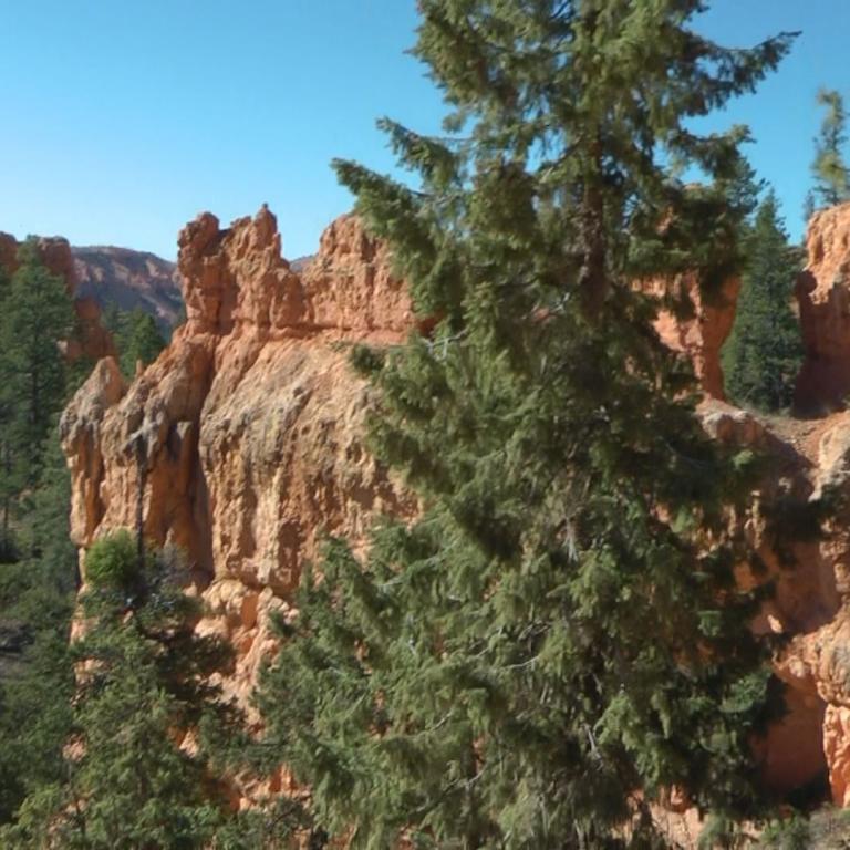Ein Blick auf eine orangefarbene Klippenlandschaft, die von einem großen Nadelbaum im Vordergrund eingerahmt wird.