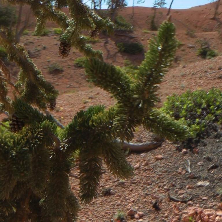 Landschaftsbild eines Berghangs mit Bäumen und niedriger Vegetation im Vordergrund