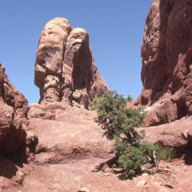 Ein Canyon mit großen, erodierten roten Sandsteinformationen, die einen kleinen grünen Strauch umgeben.
