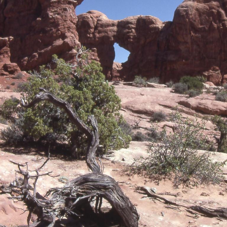 Felsformationen in einer trockenen Landschaft mit einem umgefallenen Baumstumpf im Vordergrund